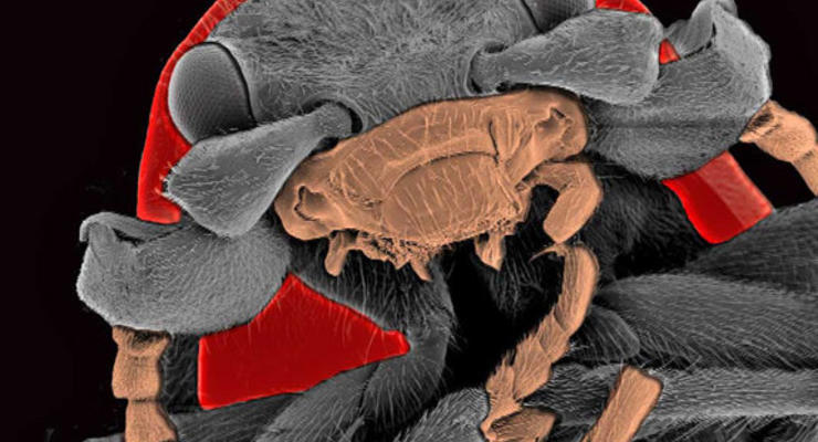 Ужас под микроскопом: 10 самых гадких насекомых