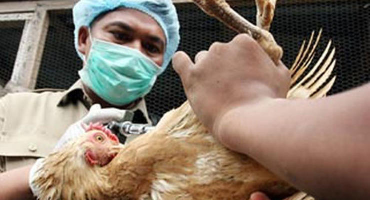 Ученые: террористы заразят всех куриным гриппом