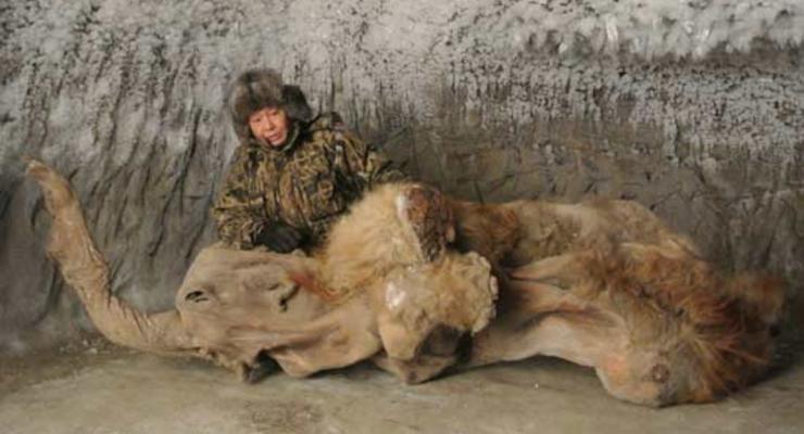 Сенсационная находка: в России нашли мамонтенка без костей