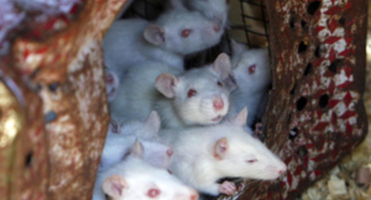 Ученые впервые обнаружили свидетельства альтруизма у крыс