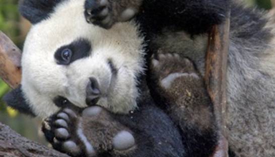 Британские ученые: Животные,  как и люди, боятся щекотки