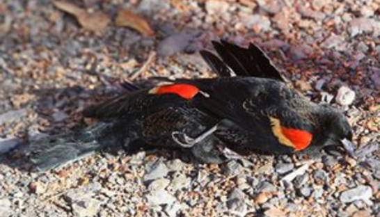 В Новый год произошел очередной случай массовой гибели птиц в США