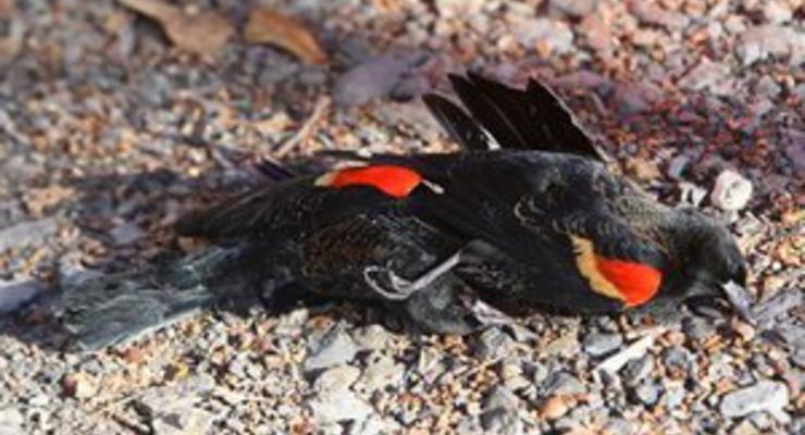 В Новый год произошел очередной случай массовой гибели птиц в США