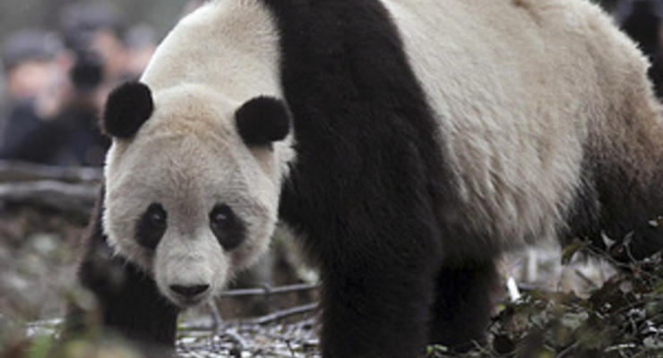 В китайском лесу панду застали за поеданием коровьего мяса