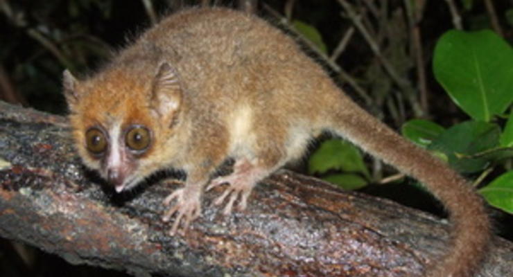 На Мадагаскаре открыли новый вид лемуров