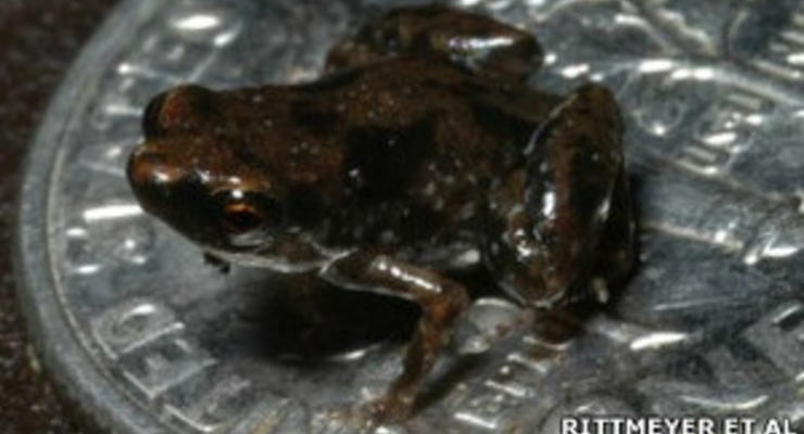 Найдена самая маленькая лягушка в мире