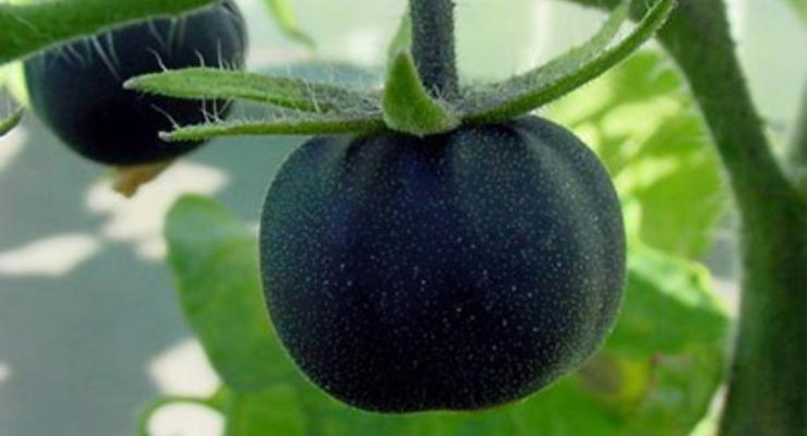 В Израиле вырастили черные помидоры и разноцветную морковку