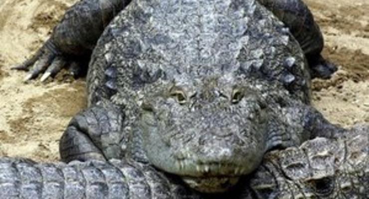 В музее Онтарио обнаружили древнейшего африканского предка крокодила