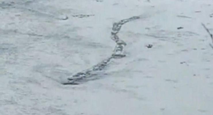 В Исландии на видео засняли гигантского червя