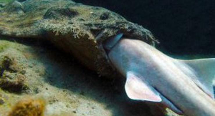 Ученые уличили акулу в каннибализме