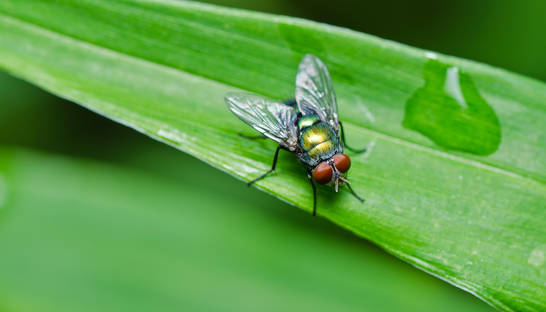 Американские военные начали войну с мухами