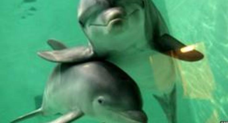 Дельфины достойны прав человека, считают ученые