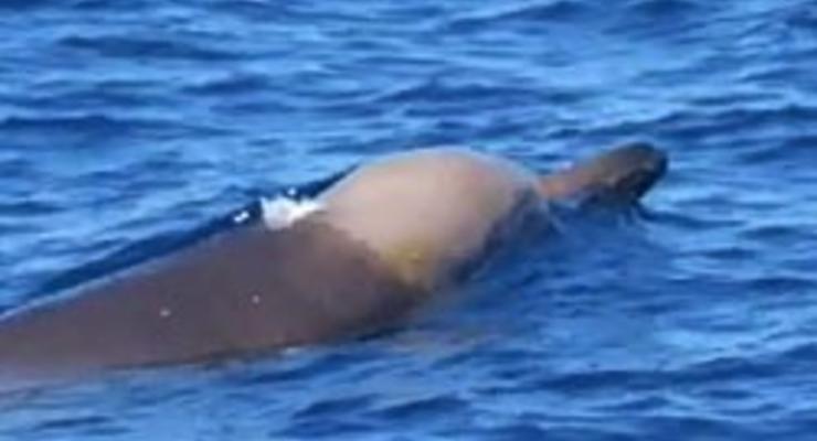 У берегов Тасмании обнаружили древнейшего в мире кита