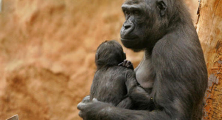 Ученые: Часть генома гориллы ближе к человеку, чем к шимпанзе