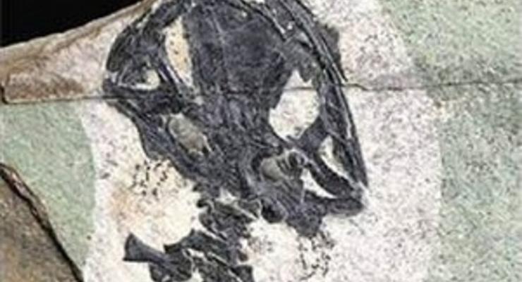 В Китае обнаружили останки древнейшей саламандры