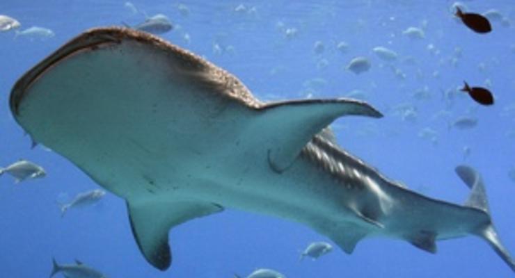 Биологи хотят научиться плавать как акулы