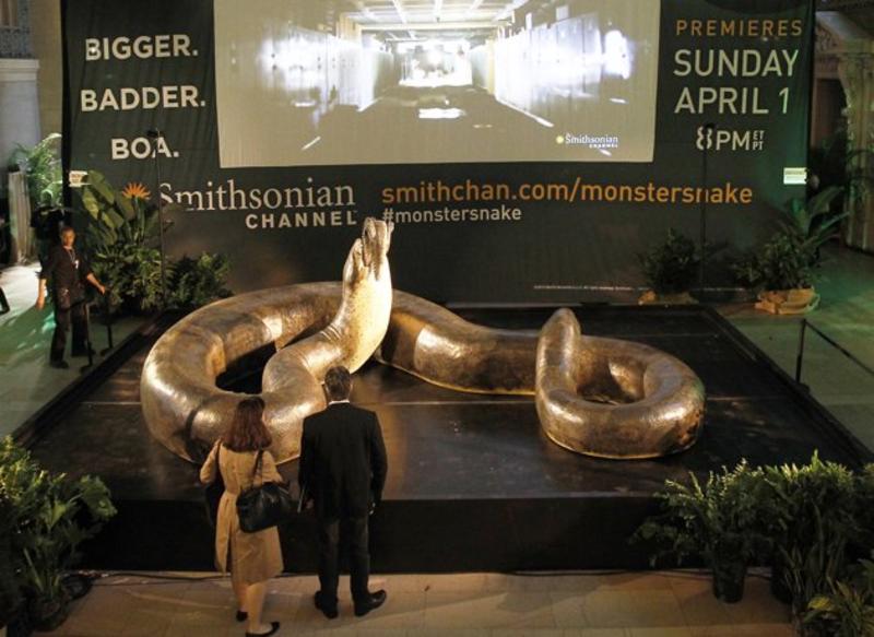 В США показали самую большую змею в истории / dailymail.co.uk