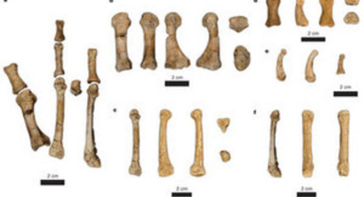В Эфиопии обнаружили останки ранее неизвестного вида протолюдей