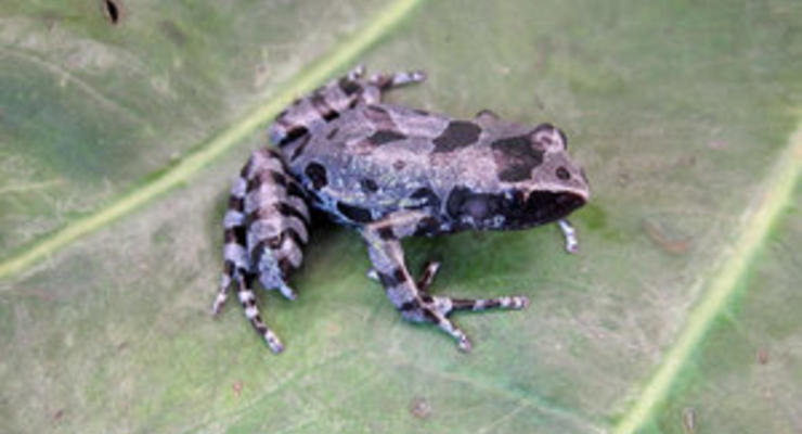 Ученые обнаружили пропавший 62 года назад вид длиннопальцевых лягушек