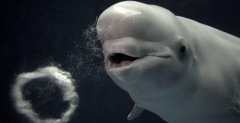 Белые киты научились пускать кольца под водой / Solent News