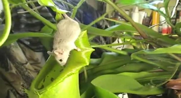 Уникальное видео: цветок-хищник поедает мышь