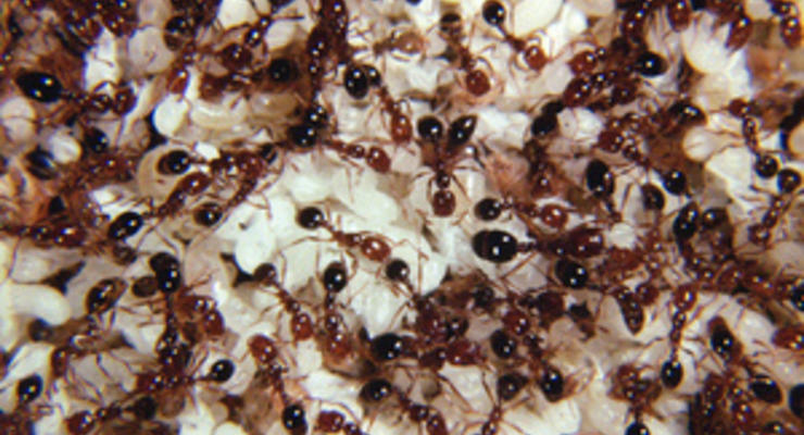 Ученые: У муравьев один иммунитет на всех