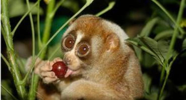На рынке в Индонезии обнаружили 50 редких обезьян