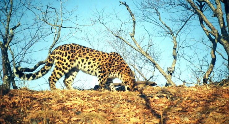 Редчайшие леопарды обрели новый дом в России