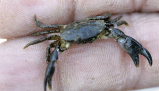 Ученые в Японии создали компьютер, работающий на крабах