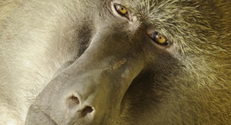 Французы научили бабуинов различать отдельные слова