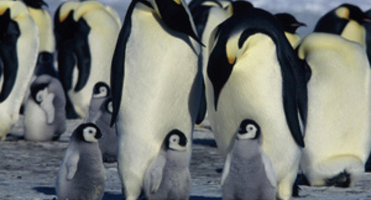 Ученые из космоса подсчитали императорских пингвинов