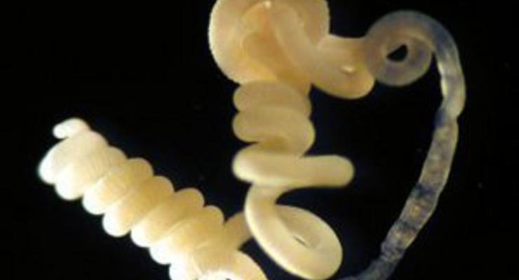 Морские черви питаются угарным газом