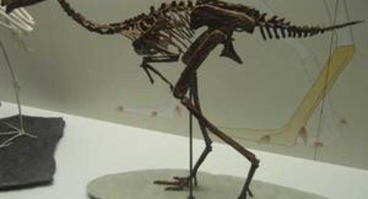 У пернатых динозавров обнаружили заболевание суставов