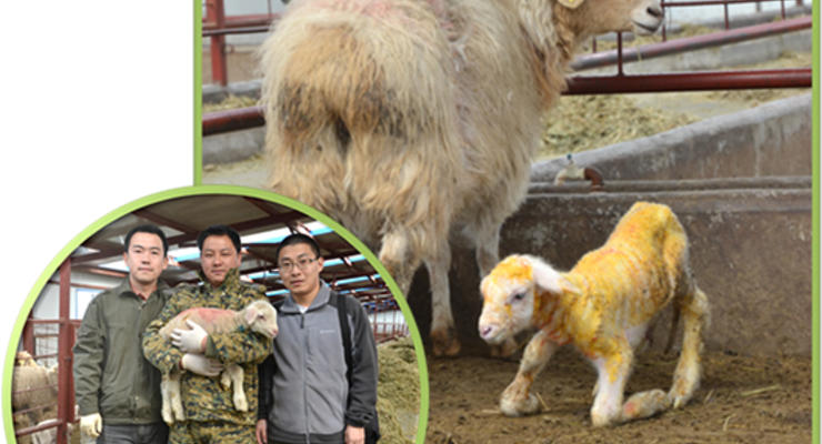 Китайцы клонировали диетическую овцу с генами червя