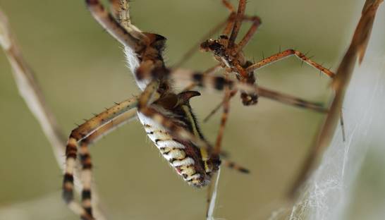 Ради секса пауки жертвуют добычей, собой и пенисами