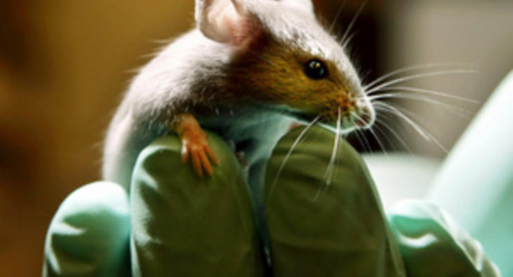 Британские ученые доказали, что крысы кусаются больнее морских свинок