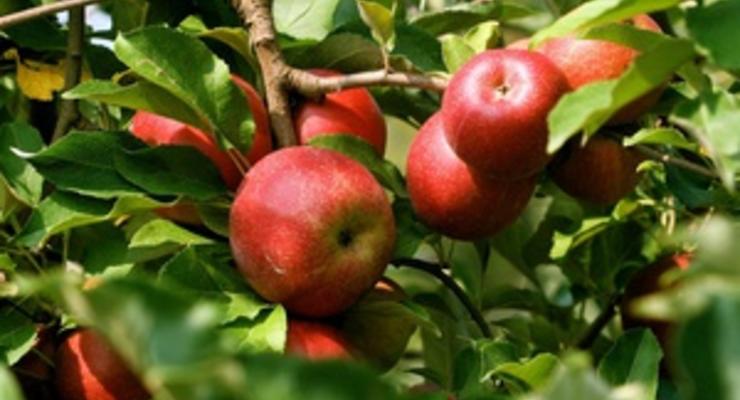 Американские ученые создали детектор спелости фруктов