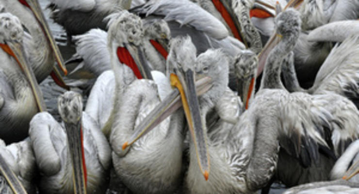 Стала известна причина массовой гибели пеликанов у побережья Перу