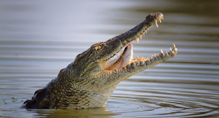 Ученые обнаружили самого большого крокодила