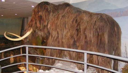 На Крите обнаружили карликовых мамонтов