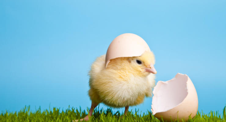 Интересный факт дня: чем занимаются птенцы в яйцах