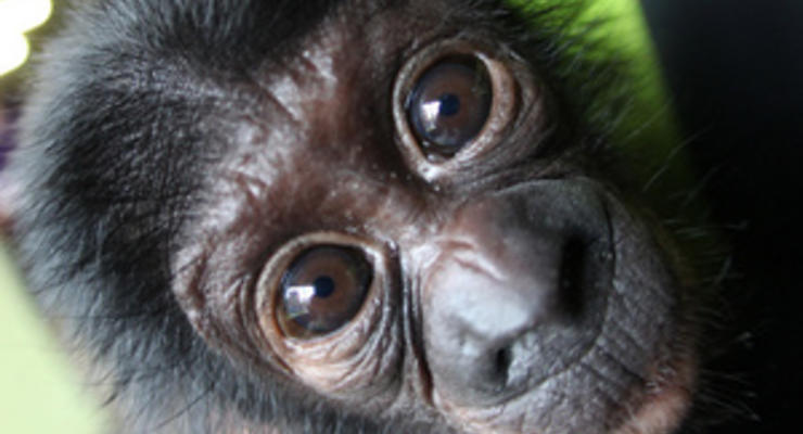 Ученые: шимпанзе способны строить планы на будущее