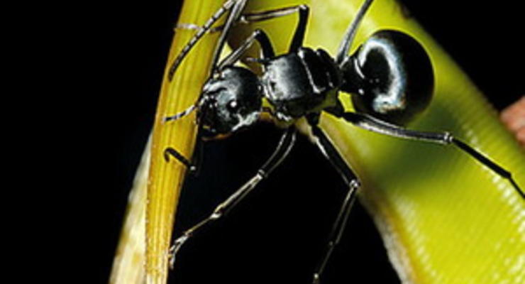Биологи уличили хищное растение в сотрудничестве с муравьями