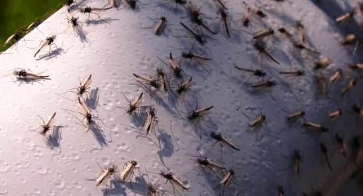 Обзор событий недели: тучи комаров, старейшее порно и цунами в Америке