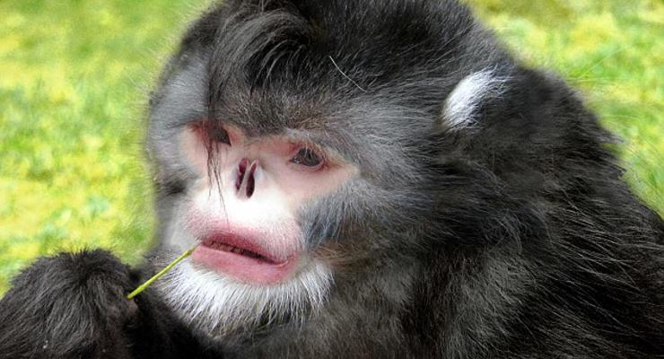 Чихающая обезьяна и Губка Боб: ТОП-10 биологических открытий года