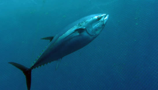 Ученые: тунец принес радиацию из Японии в Калифорнию