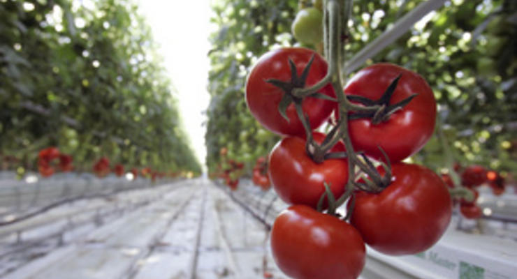 Биологам впервые удалось полностью расшифровать геном томатов