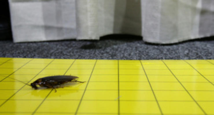 Ученые установили, как тараканы делают сальто при прыжке с ветки дерева