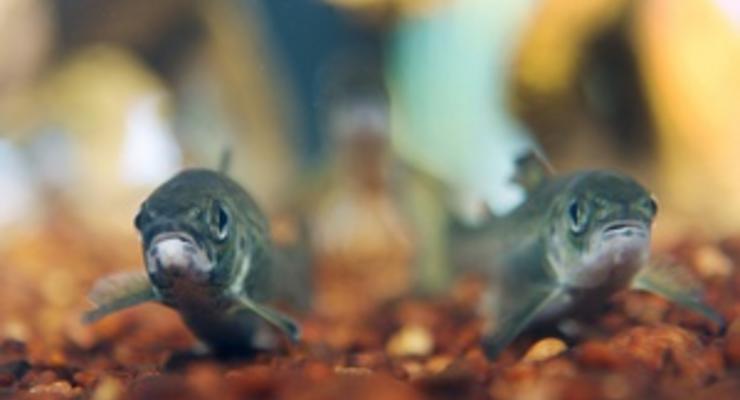 Жирная рыба снижает риск развития рака печени