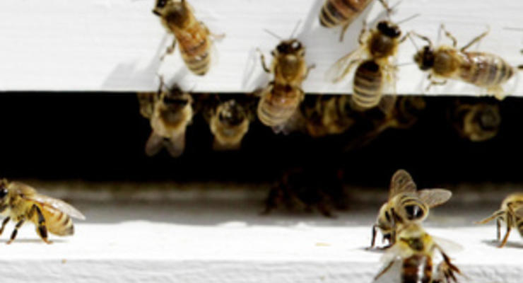 Ученые нашли причину смертельной эпидемии пчел